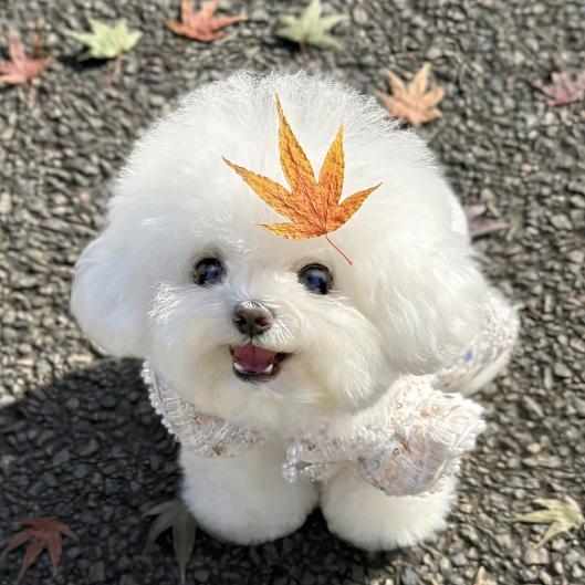 闽侯县上街安生家萌宠物店（个体工商户）