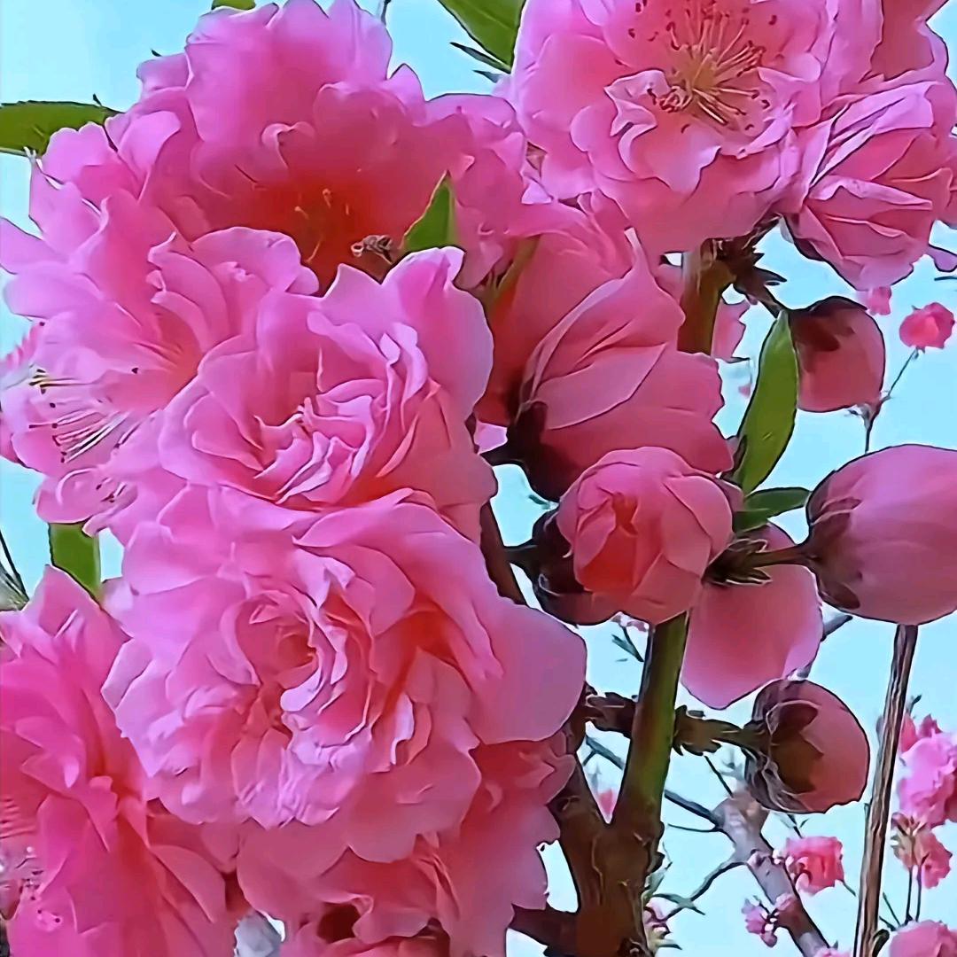 🌷᭄平平淡淡过一生🌸᭄❤️💝