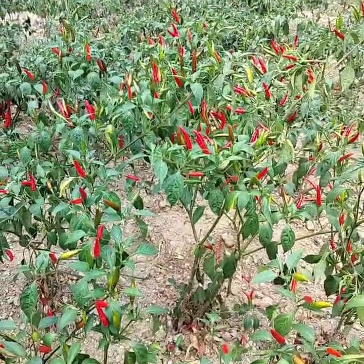 人生苦短👑及时行乐