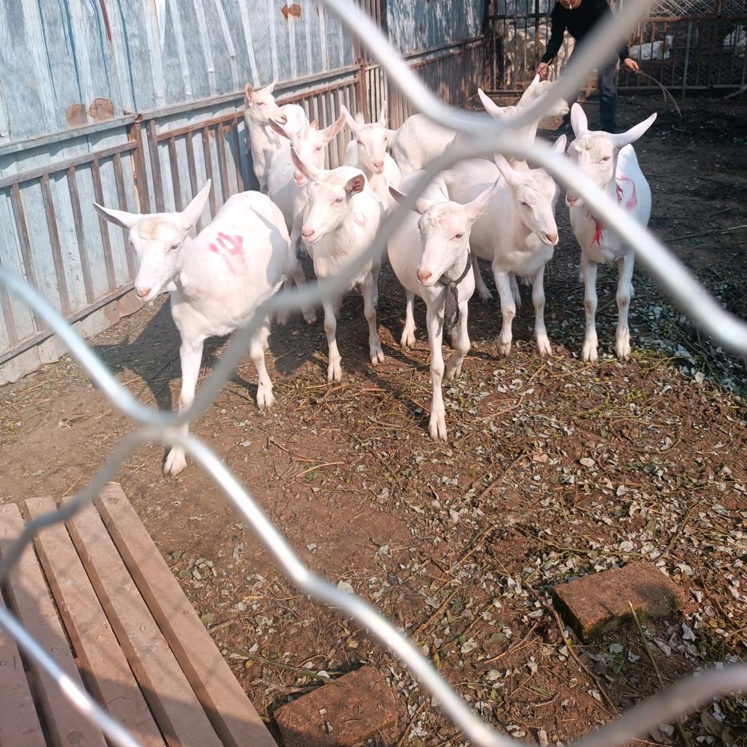 富平玲儿（每天晚上7.30分开播）