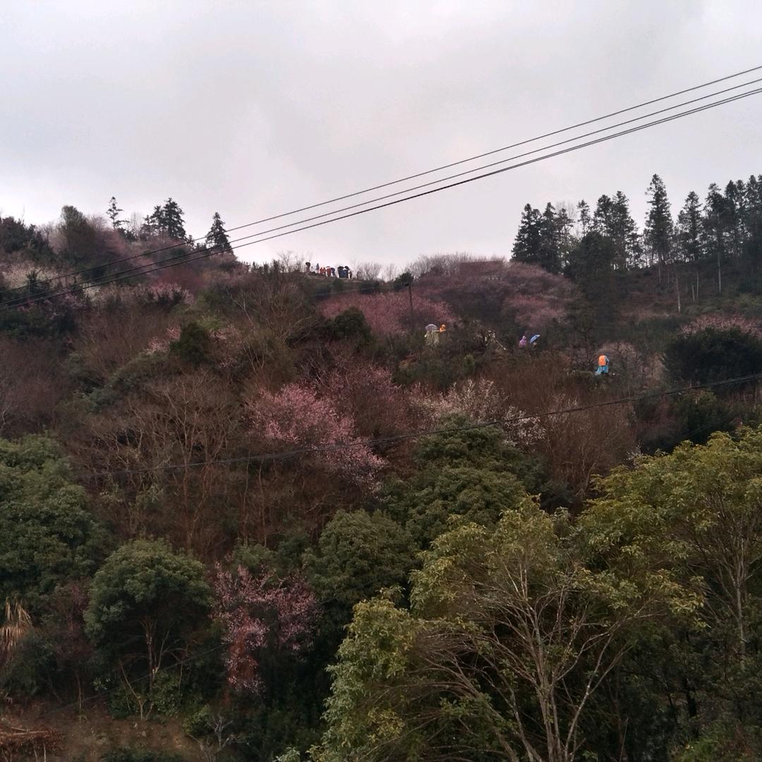 叶子说徽景
