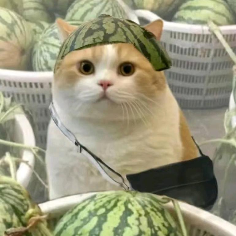 猫meme故事