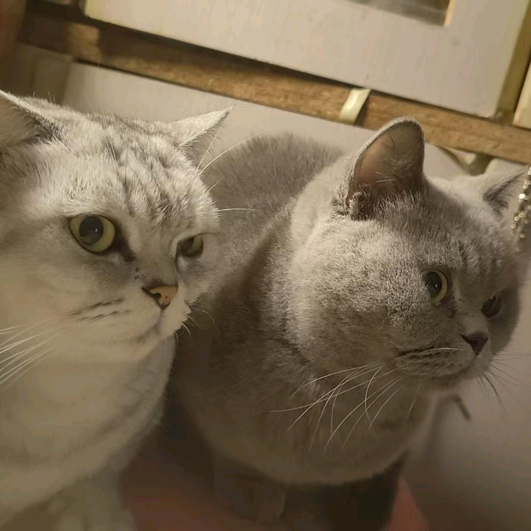 笨妞