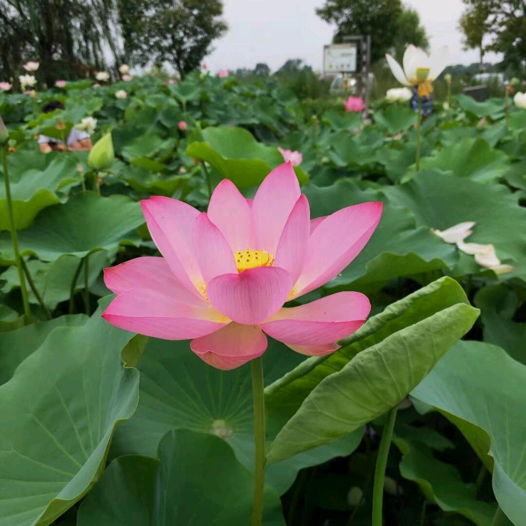 知足常乐