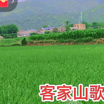 珍珍