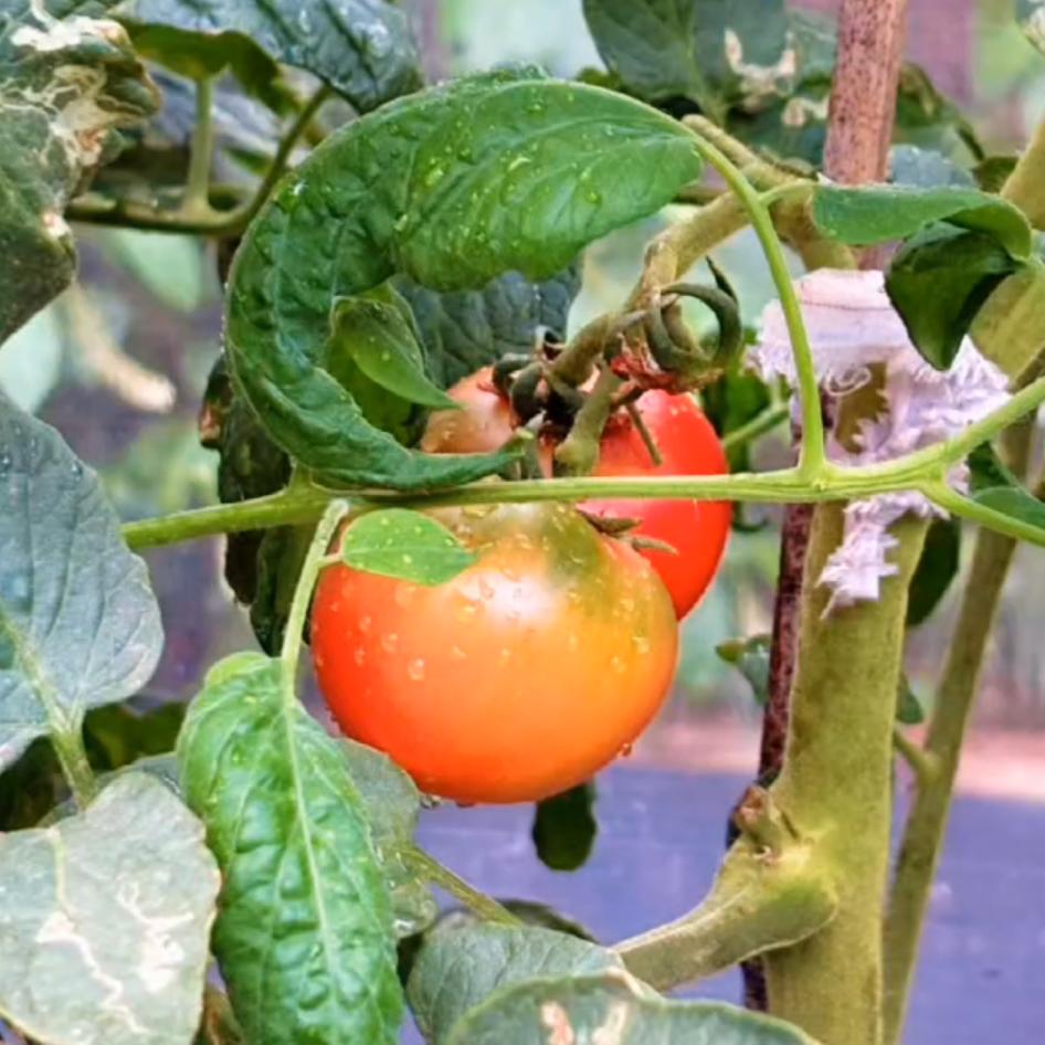 菜菜果果优品