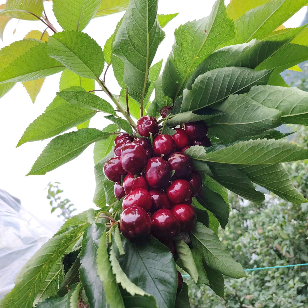 大樱桃种植户
