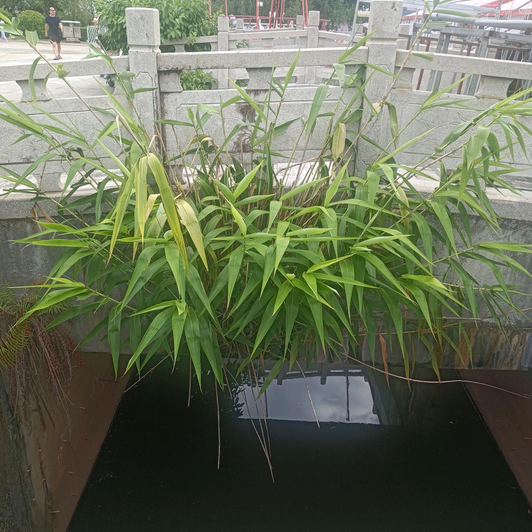 qz青竹