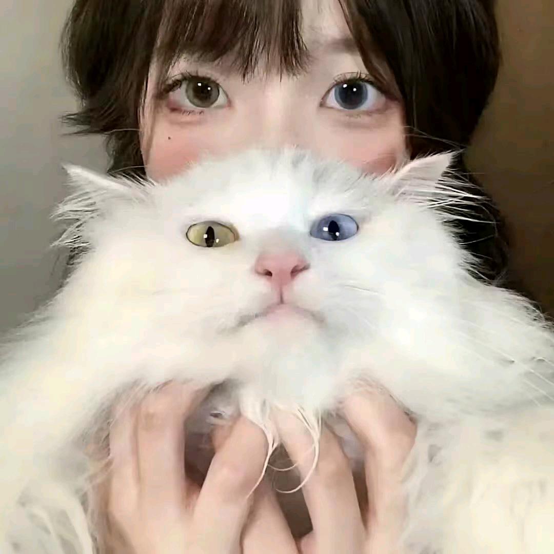臭屁小猫