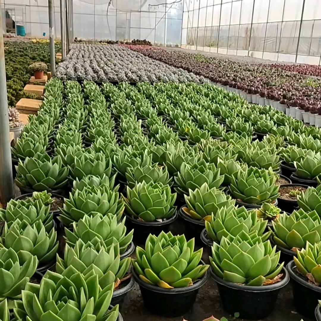 肉艺坊花卉精选
