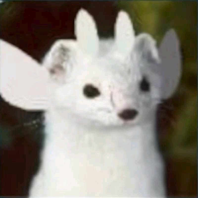 芝