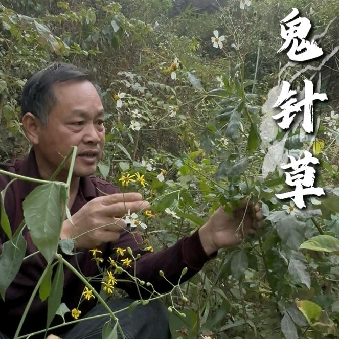草翁吕叔