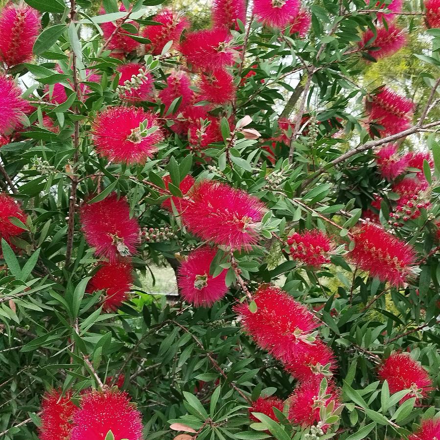 梅花