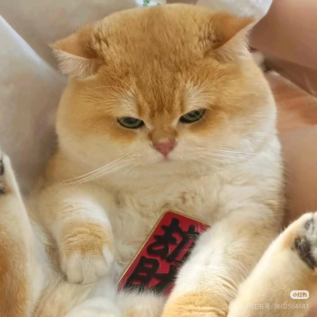 锦鲤小助理🐟