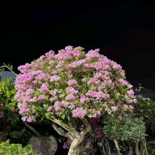 花初语三角梅