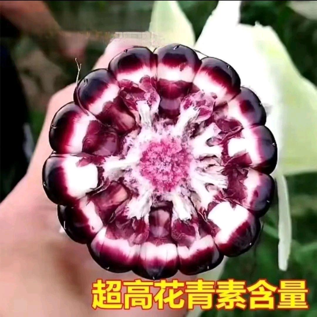 月亮岛寒地黑土糯玉米企业店