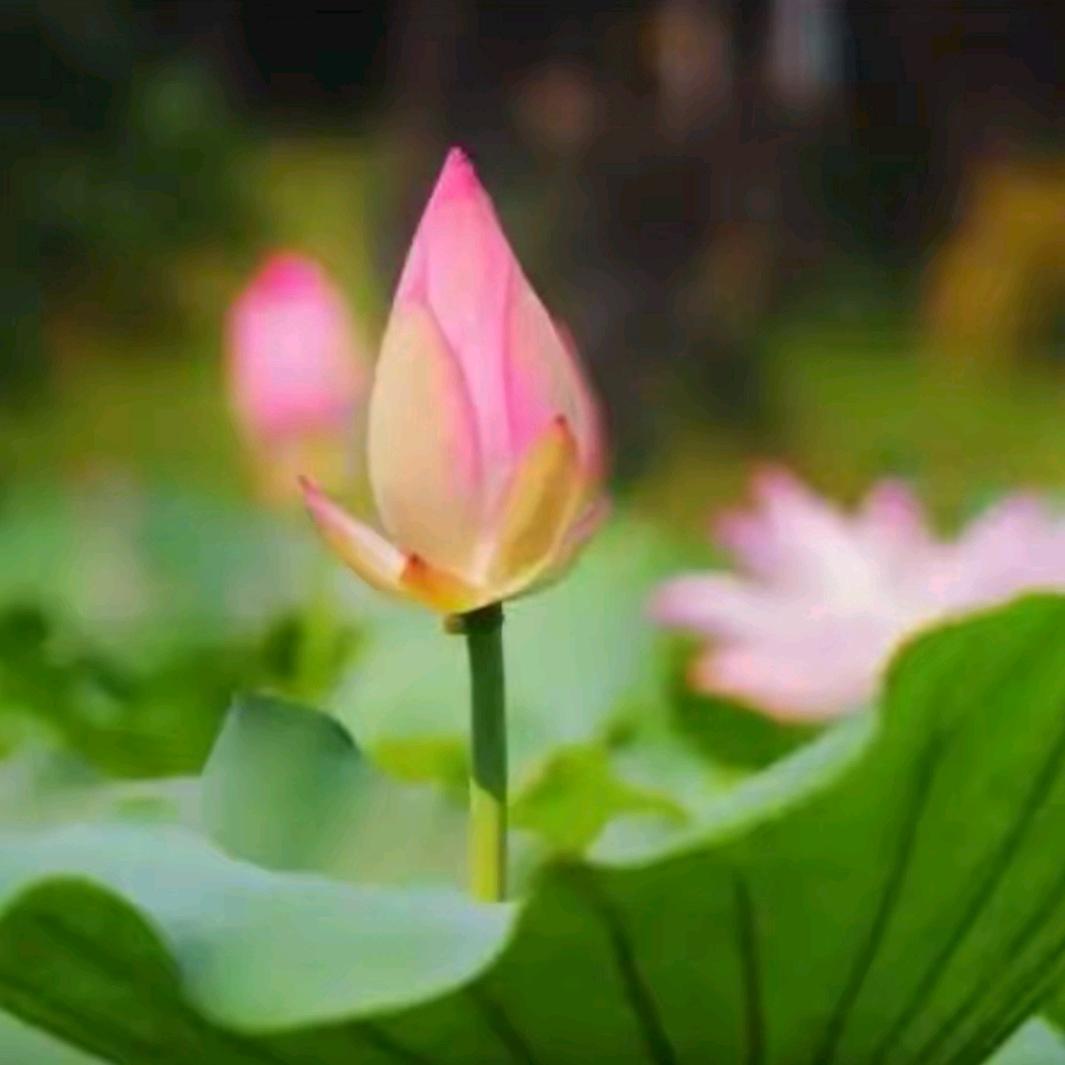 茂河居士