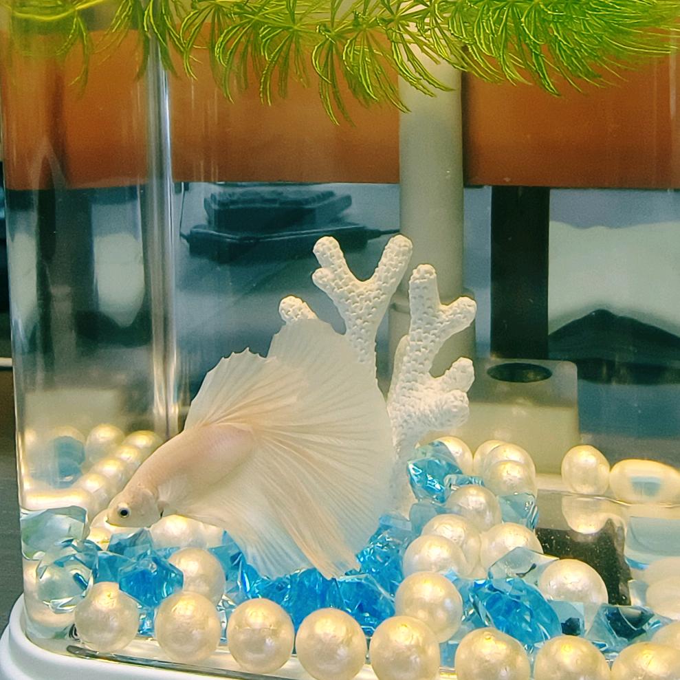 萧雅✨