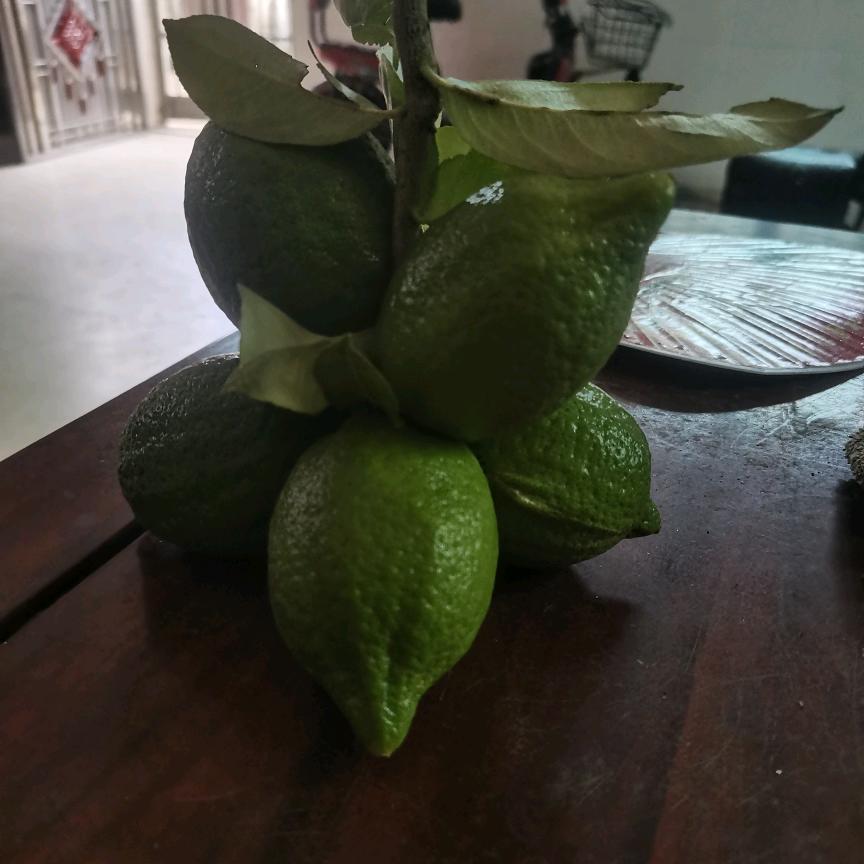 鑫霖柠檬