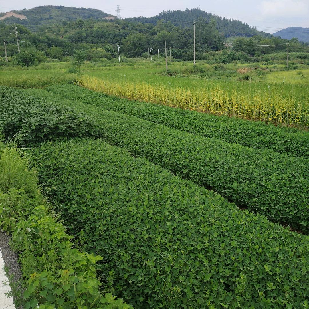 爱在深秋