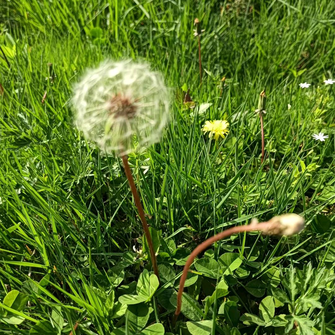 两脚兽考古专家