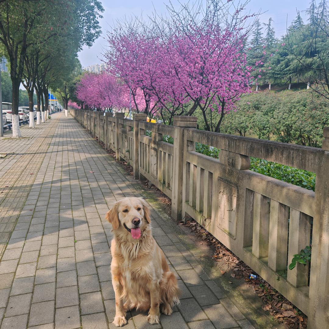 金毛旺仔