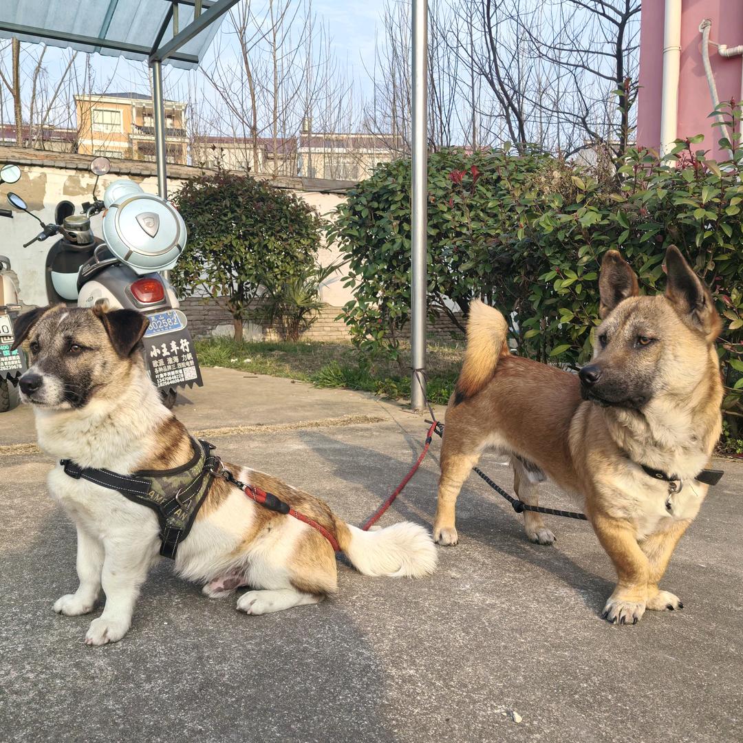 三只汪汪汪🐶🐶🐶