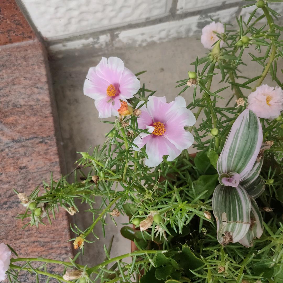 向日葵🌻