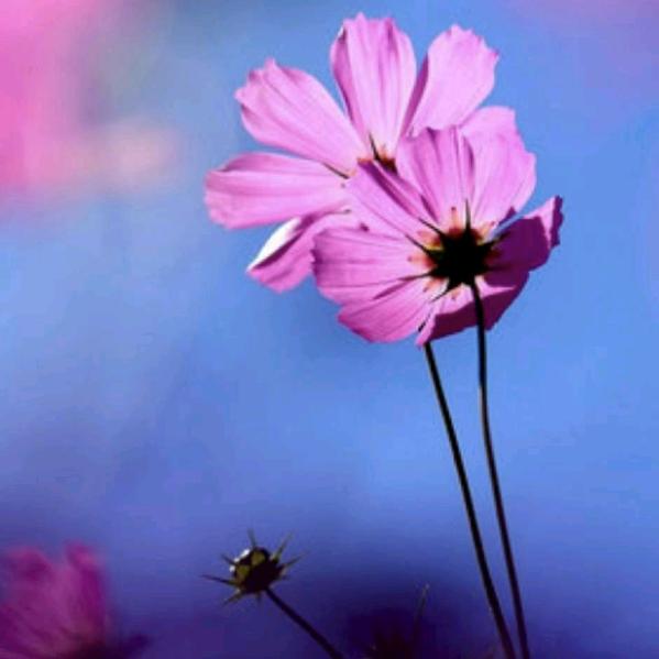 ❀余生安好❀