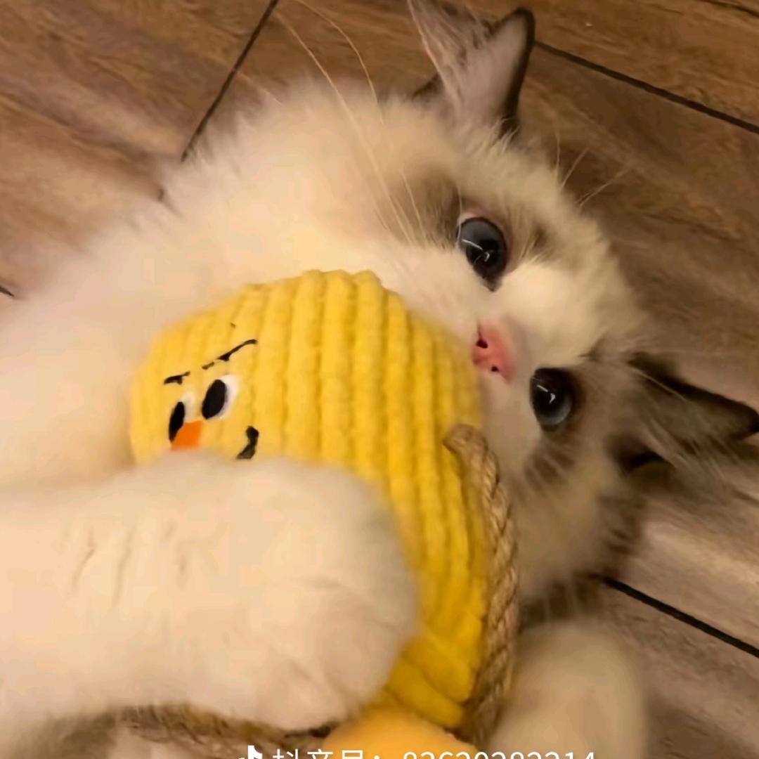 可乐🥤