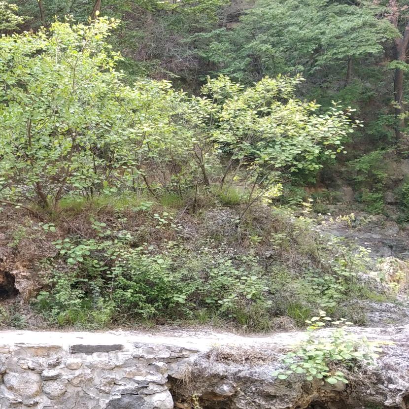 陀螺南十里居