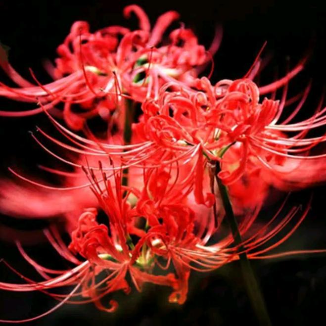 ᝰ꯭ྀི沉默ᩭ͙不语ᩘ🍃