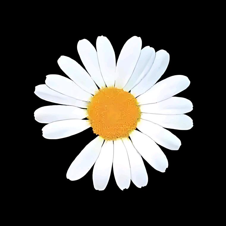 雏菊朵朵