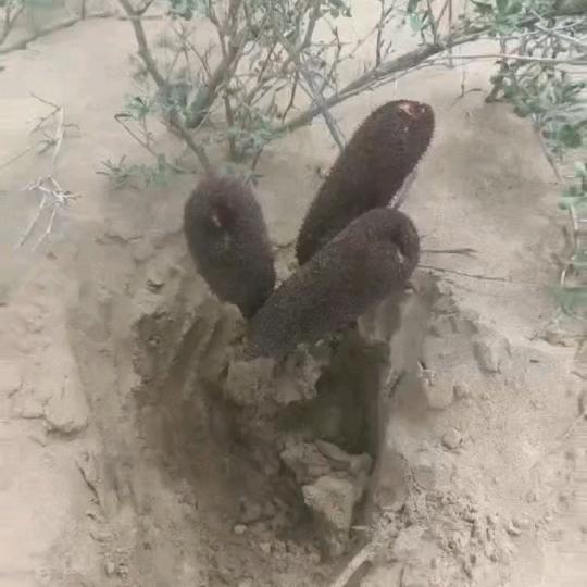 水云涧泡酒料