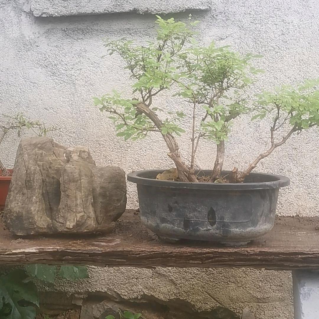 云之坊园艺
