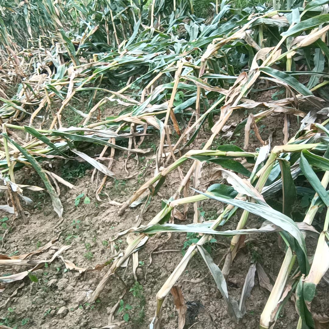 女人伤透我的心。