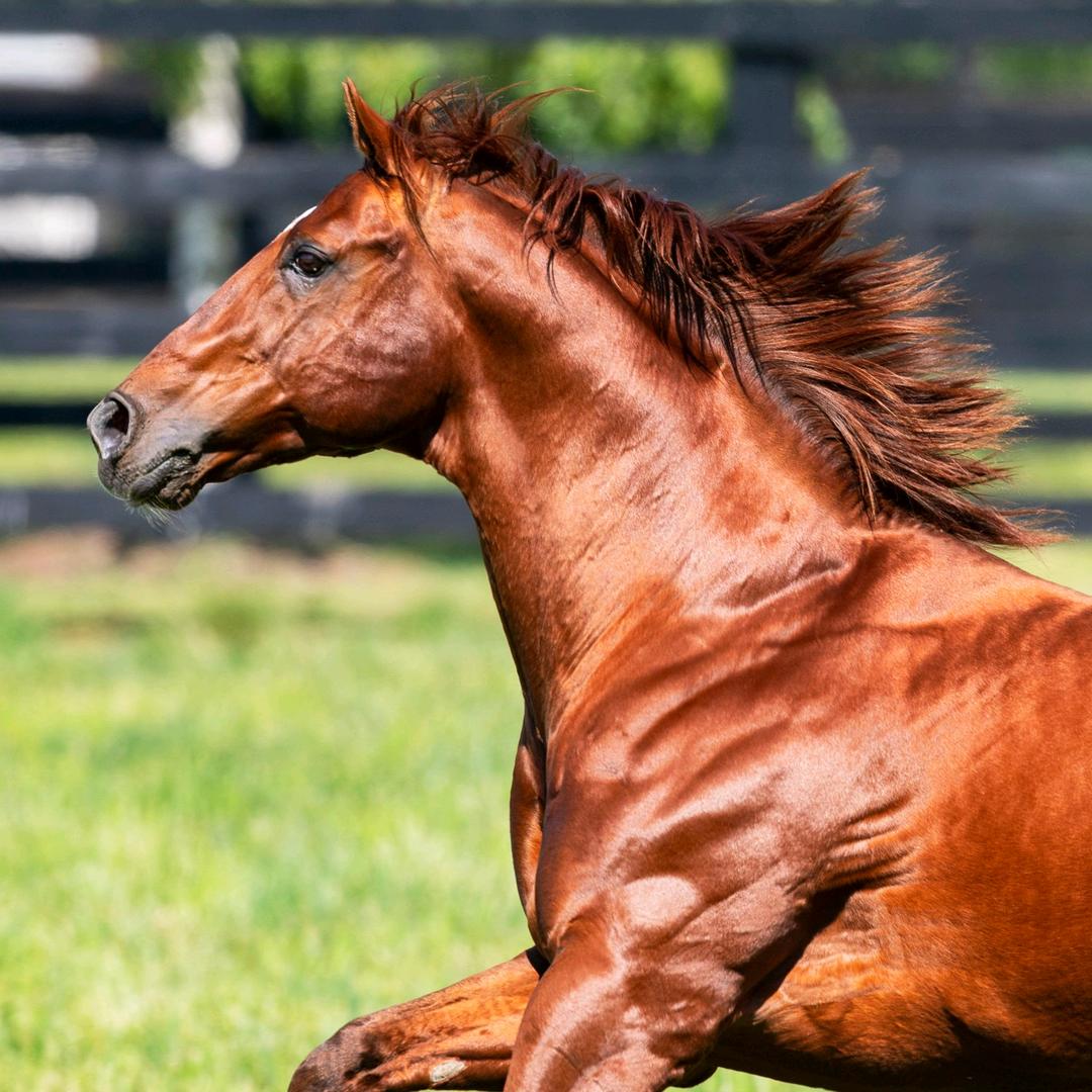 AA🐎🐎  杨