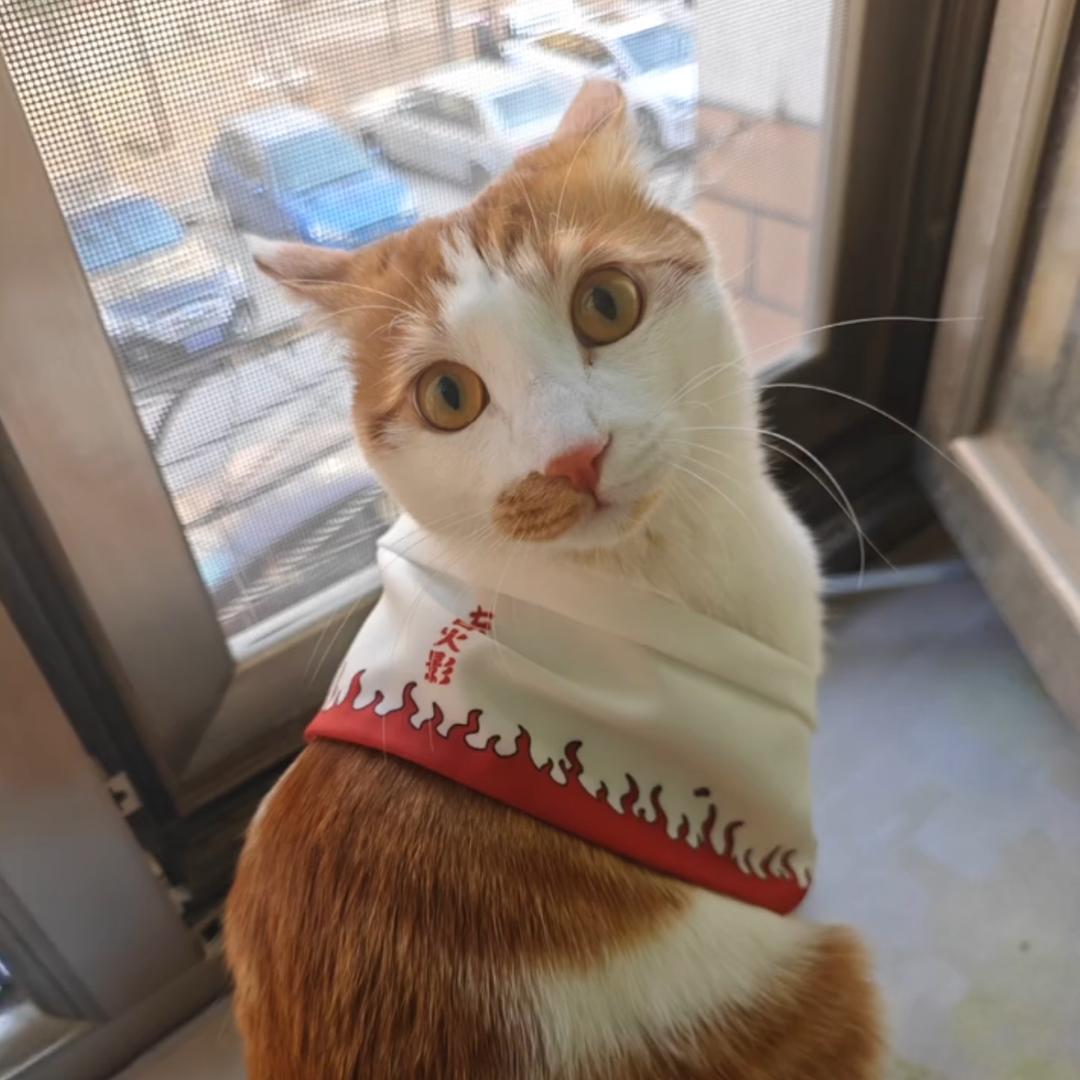 一只兔子万个蘿蔔