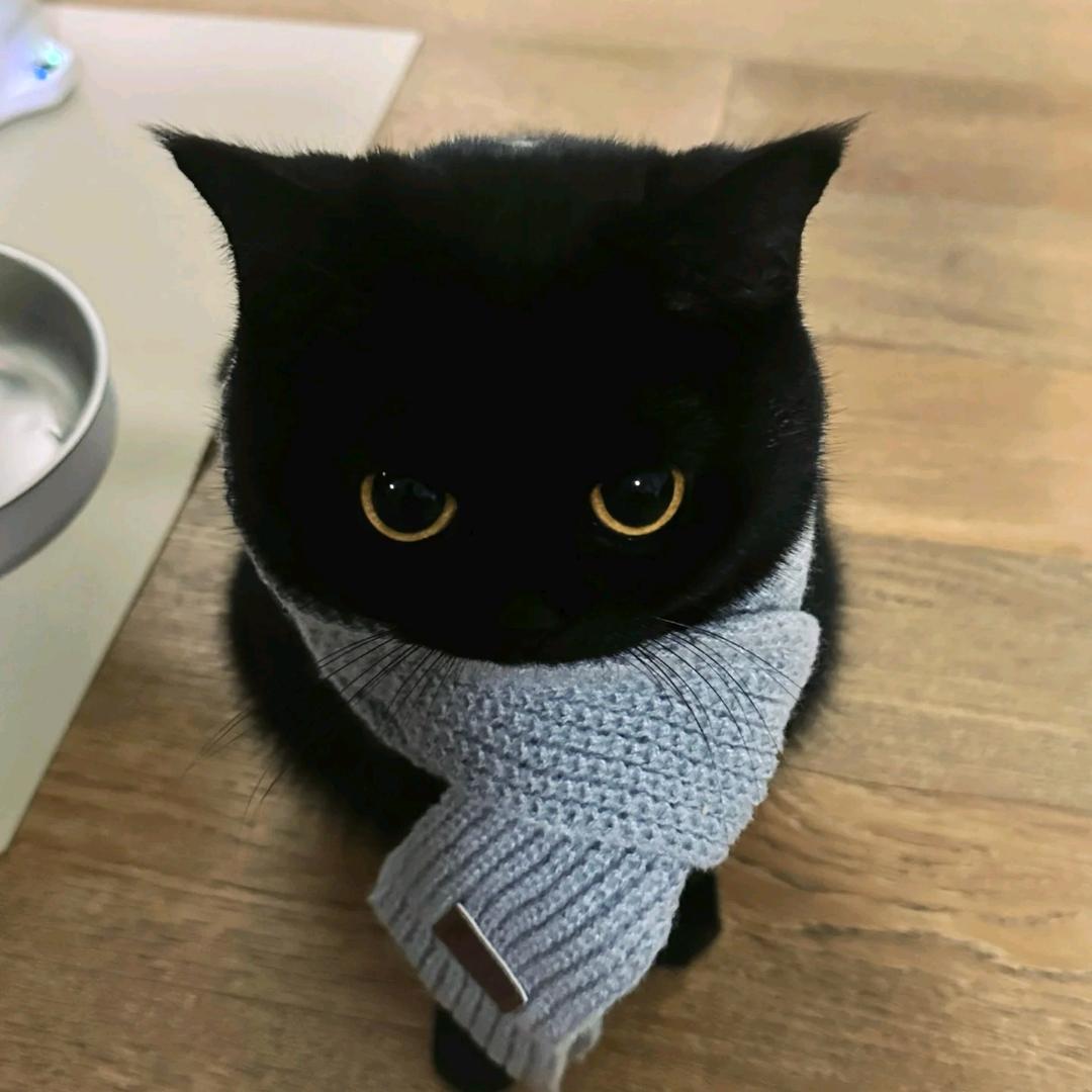 踢特特