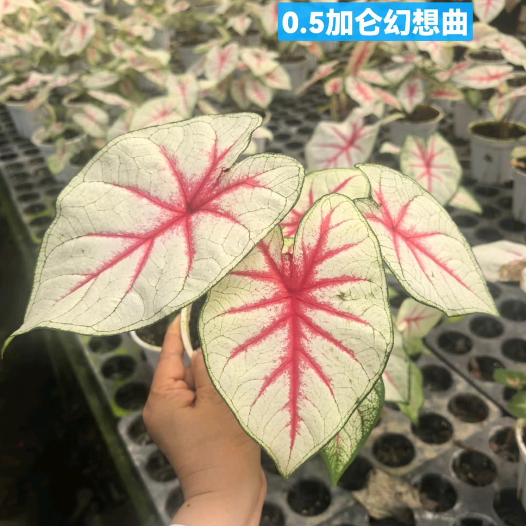 方方花园