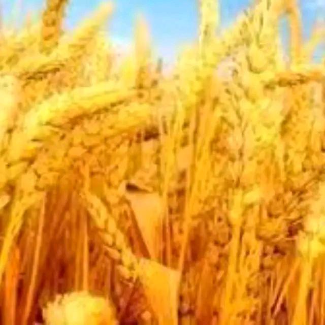 豆豆，