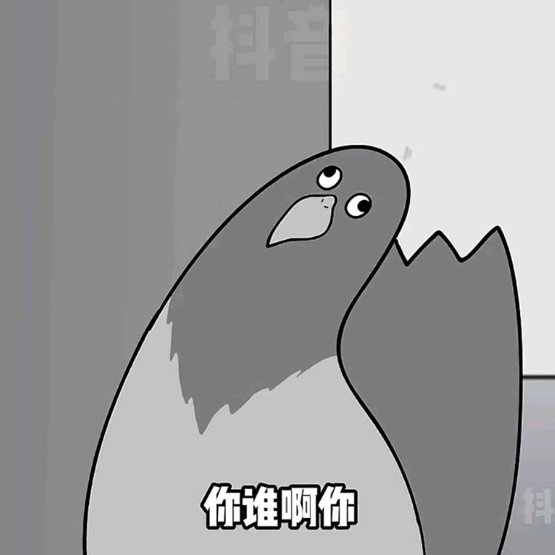 小鸽子