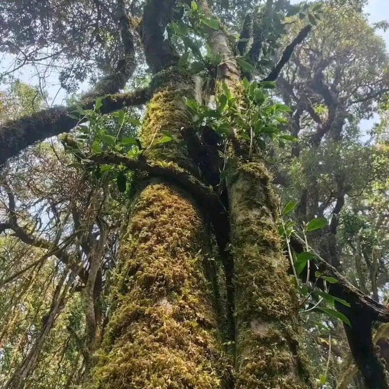 双江安琳茶业