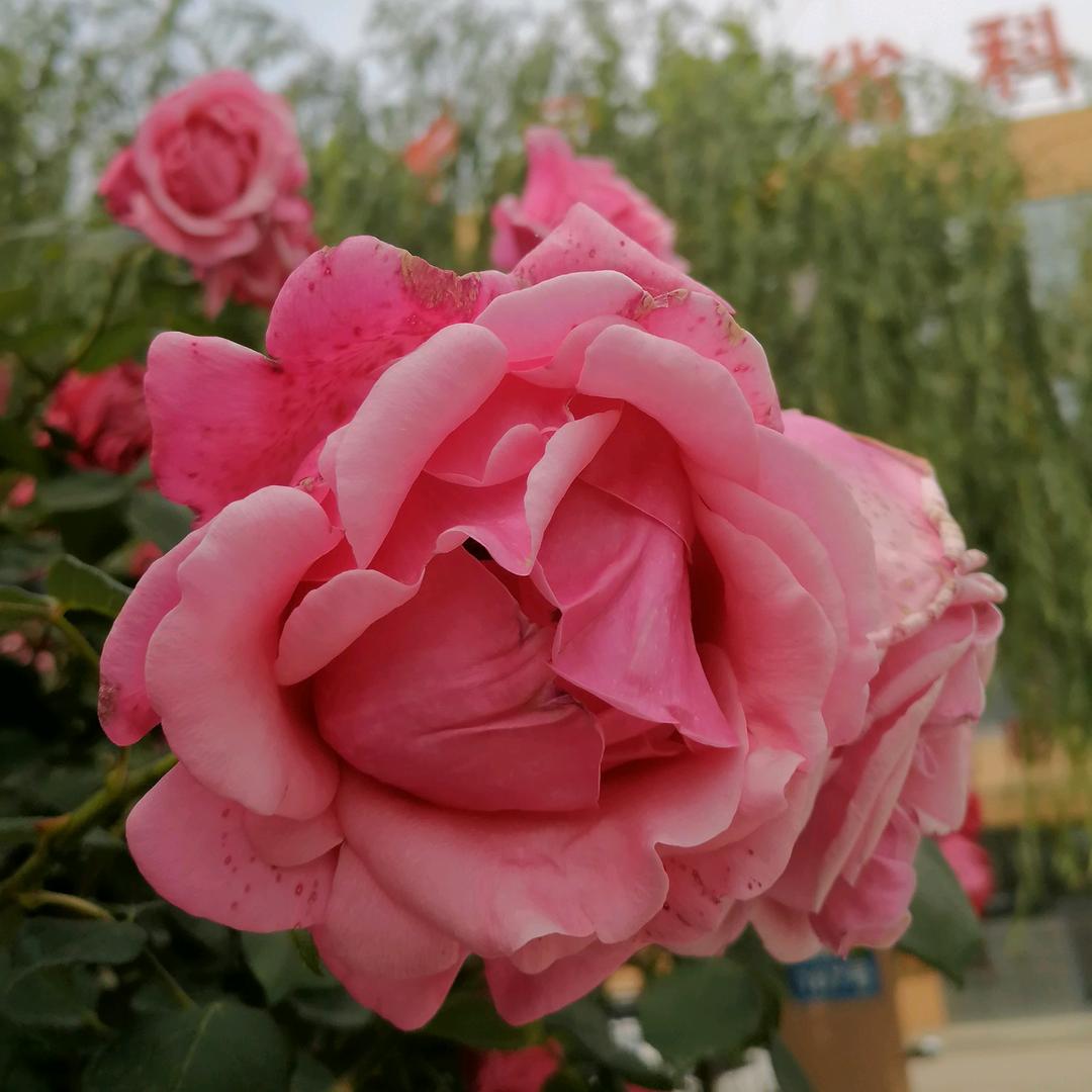知足快乐