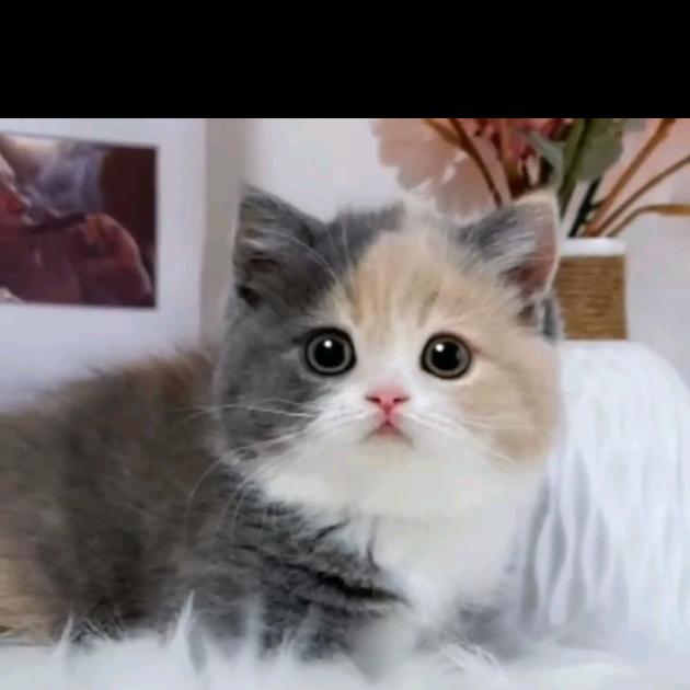 神明的宝贝🍇🍓