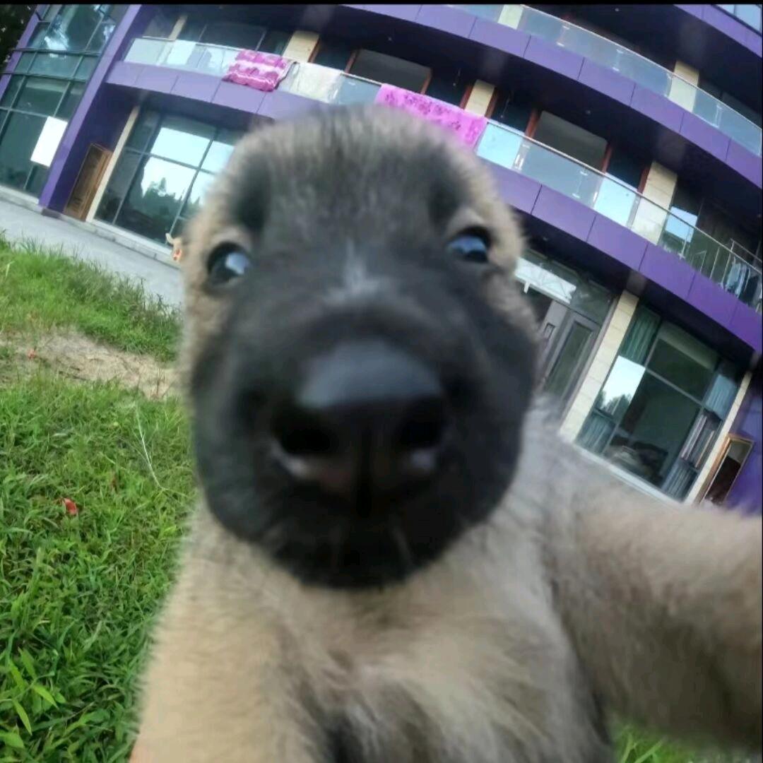 lick dog