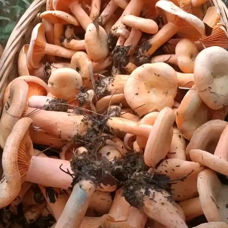 山窝窝捡枞菌去