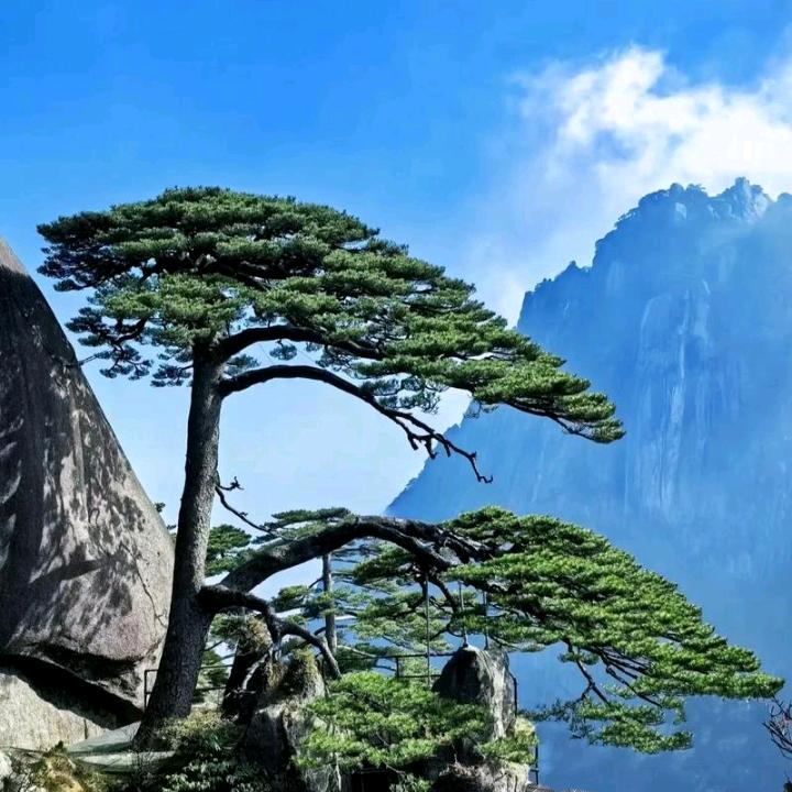 皖美哥
