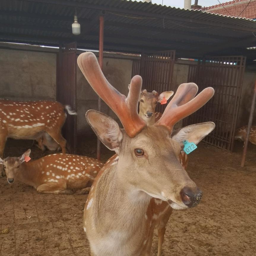 双阳区鹿仙子商行
