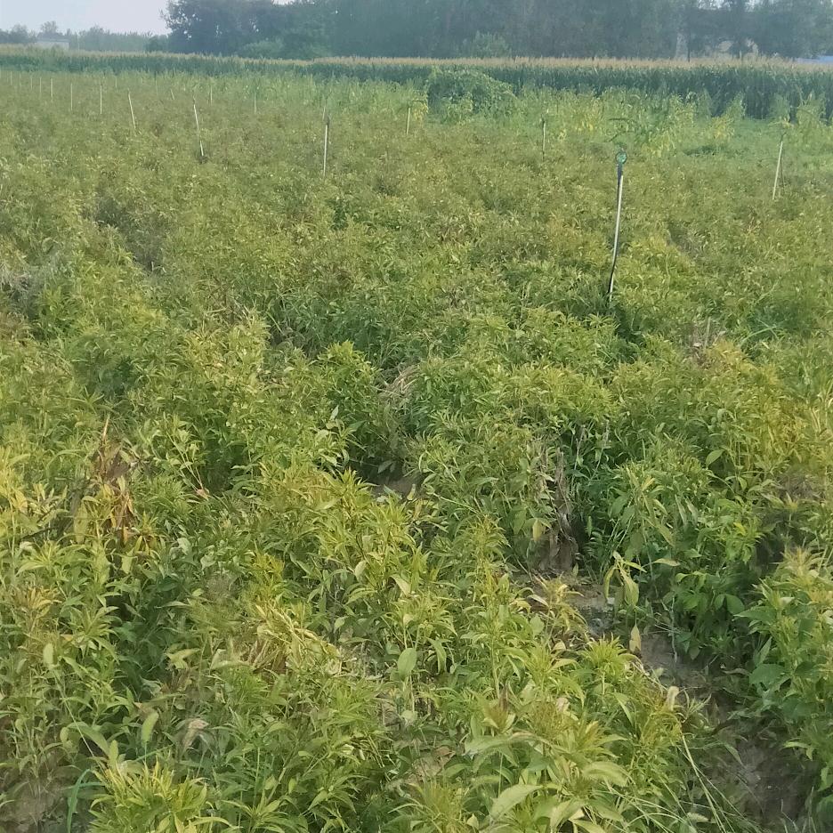 大洋芋(药材种植)